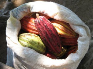 Certified organic raw cacao powder