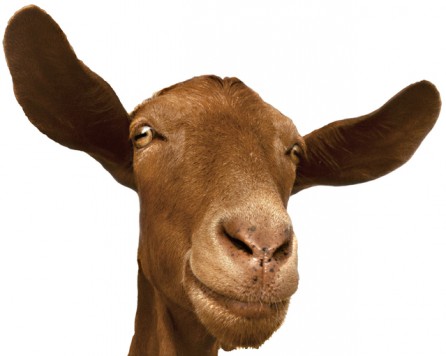 Organic horny goat weed