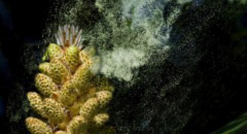 pine pollen supplement