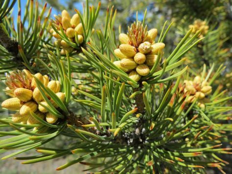 What Is Pine Pollen