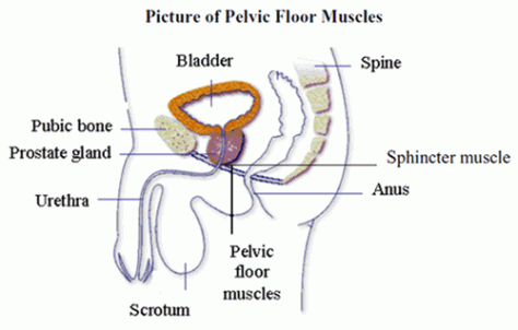 Exercises for Erectile Dysfunction