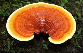 best reishi mushroom supplement 