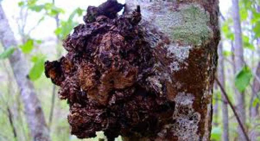 Buy chaga mushroom