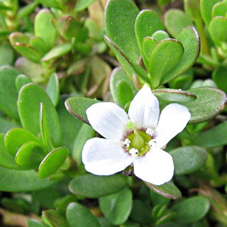 Bacopa Monnieri Benefits