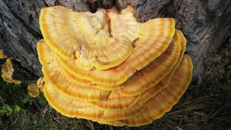 reishi mushroom benefits