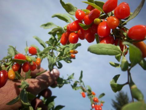 Goji Berry Powder Dose