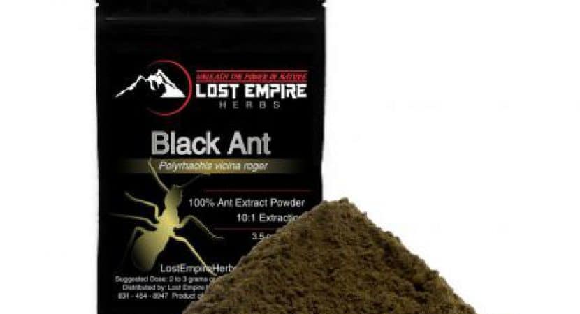 Polyrhachis Ant Extract