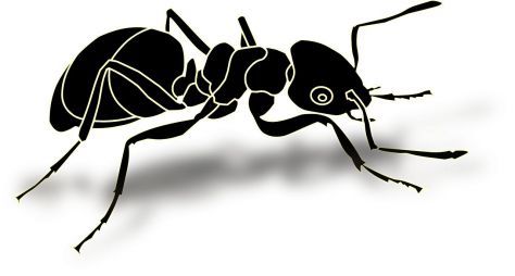 black ant erection