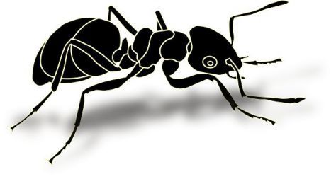 black ant extract benefits
