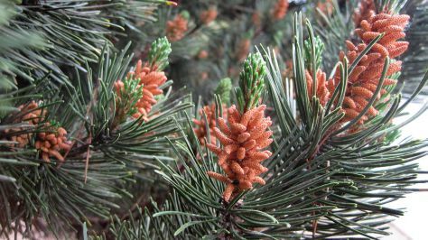 pine pollen benefits for men