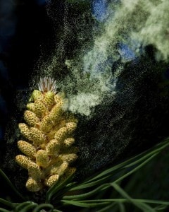 pine pollen tincture benefits
