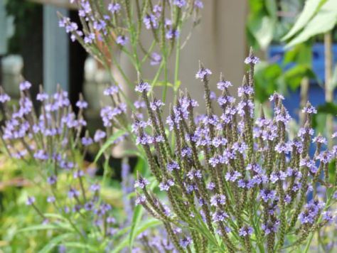 Blue Vervain Medicinal Uses