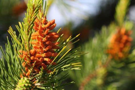 Pine Pollen Erections