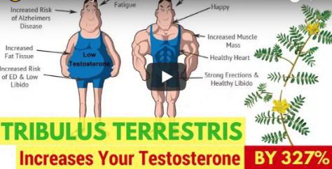 Tribulus Terresteris Review
