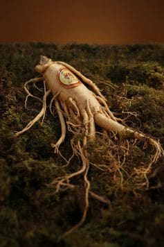 Ginseng For Erectile Dysfunction