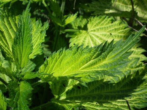 Best Time To Take Nettle Root