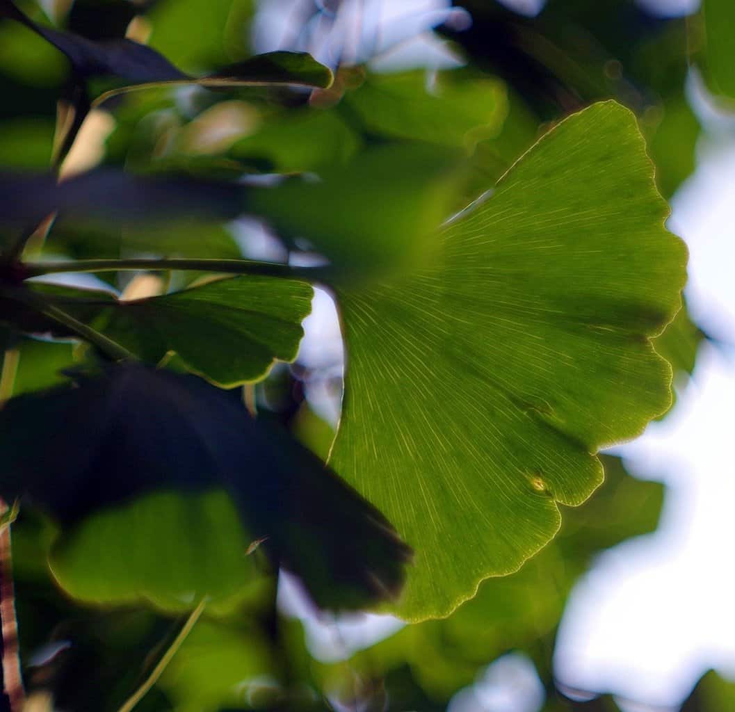 How Long Does It Take For Ginkgo Biloba To Work For ED